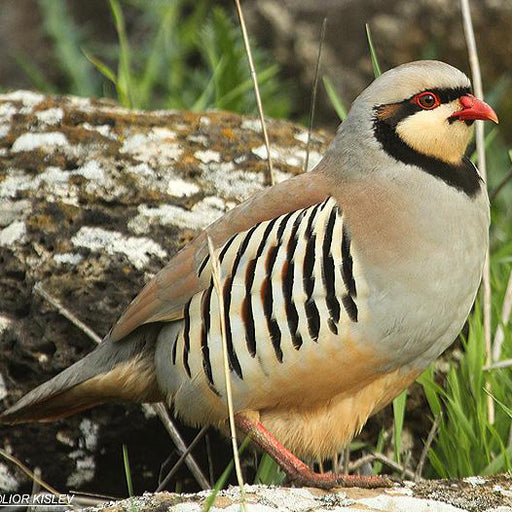 (ROUTE 84) Box of 12 Chukar