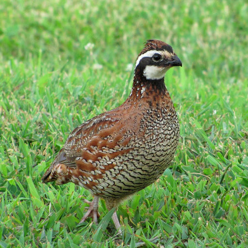 (ROUTE 84) Box of 25 Quail