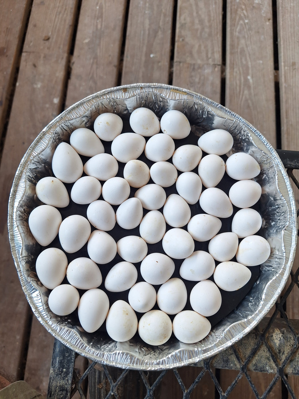 24 Bobwhite Quail Hatching Eggs